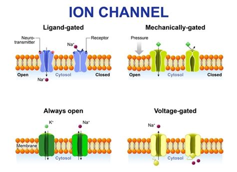 sodium leak channels|molecular biology